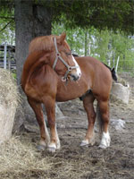 North Swedish | Horse | Horse Breeds